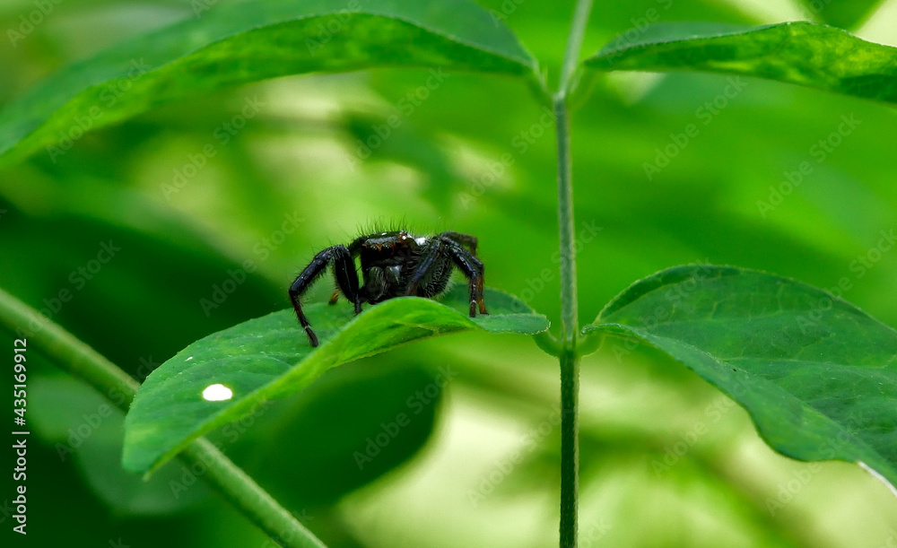 Jumpning spider in a garden serching food Jumpning spider in a garden serching food