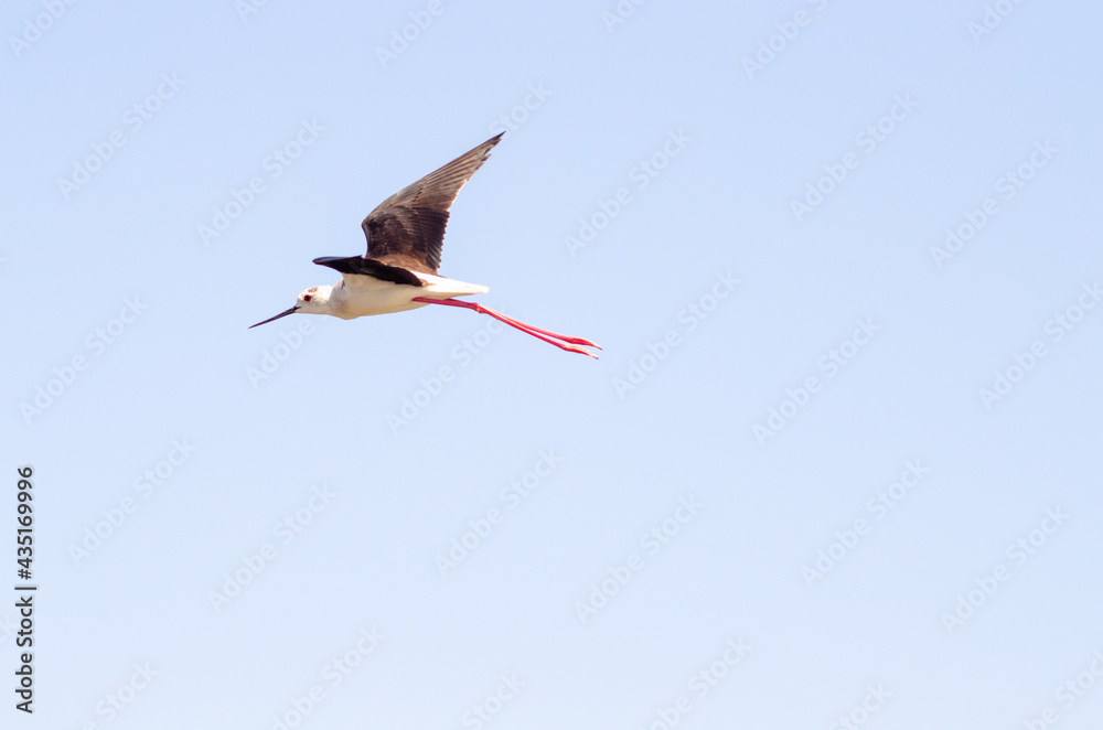 Obraz premium Black-winged stilt fly in sky