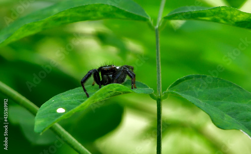 Jumpning spider in a garden serching food