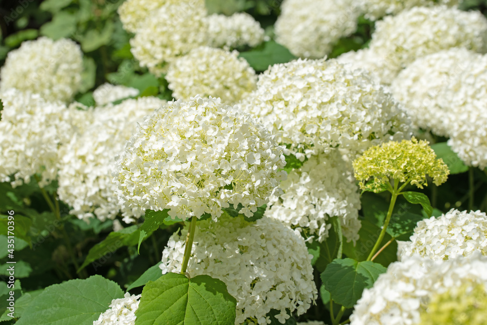 Blühende weiße Hortensien, Hydrangea, im Sommer Blühende weiße Hortensien, Hydrangea, im Sommer