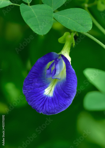 neekantha or  purpl
e blue flower in a garden photo