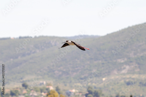 Black-winged stilt fly on sky and extent his long legs . © John Vlahidis