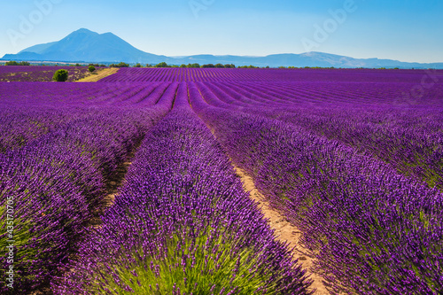 Cultivated lavender rows in Valensole plateau, Provence, France