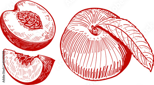 vector illustration set of peaches with leaves