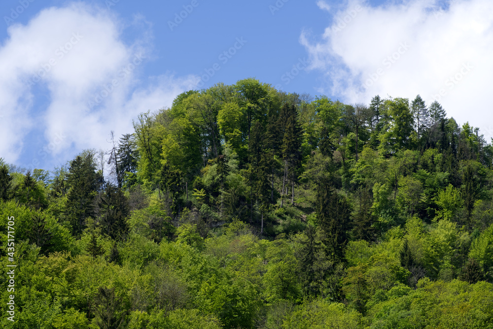 Forest at springtime at City of Zurich. Photo taken May 22nd, 2021, Zurich, Switzerland. Forest at springtime at City of Zurich. Photo taken May 22nd, 2021, Zurich, Switzerland.
