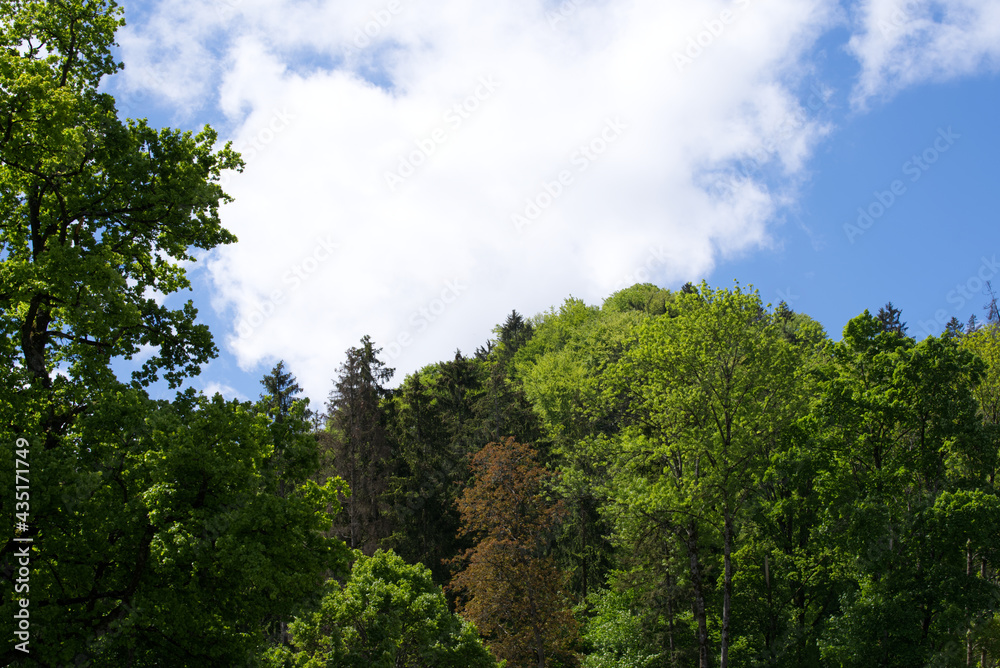 Forest at springtime at City of Zurich. Photo taken May 22nd, 2021, Zurich, Switzerland.