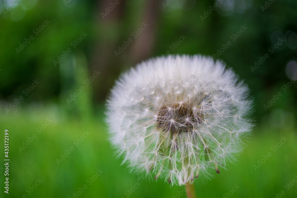 Fototapeta premium Pusteblume