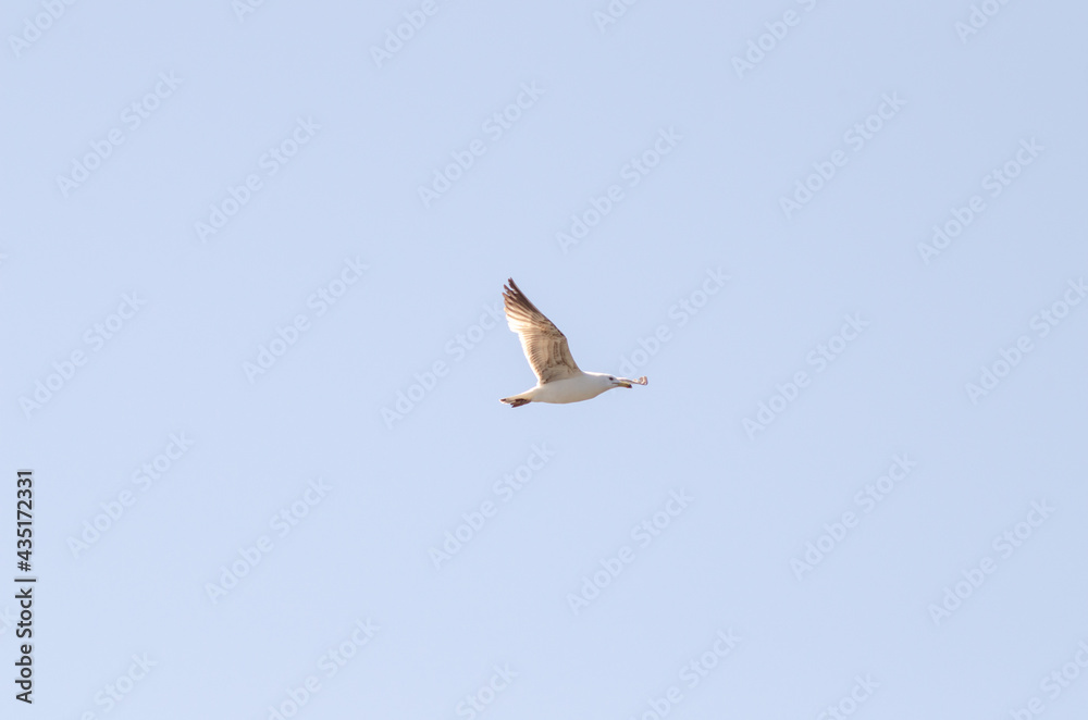 Larus argentatus fly blue sky background Larus argentatus fly blue sky background