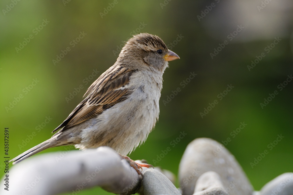 A young sparrow sits on a stick near the stones. Czechia. Europe.