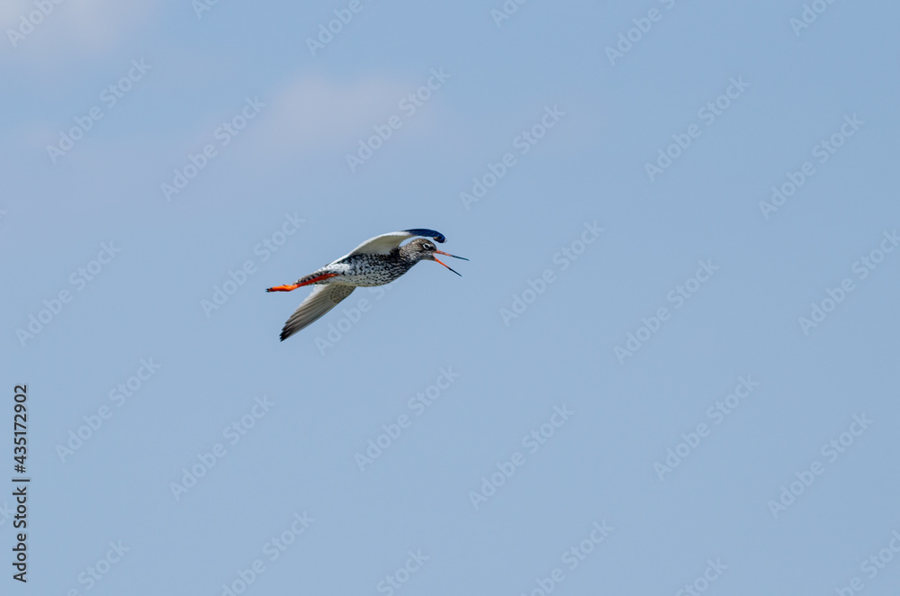Common Redshank Tringa totanus blue sky background
