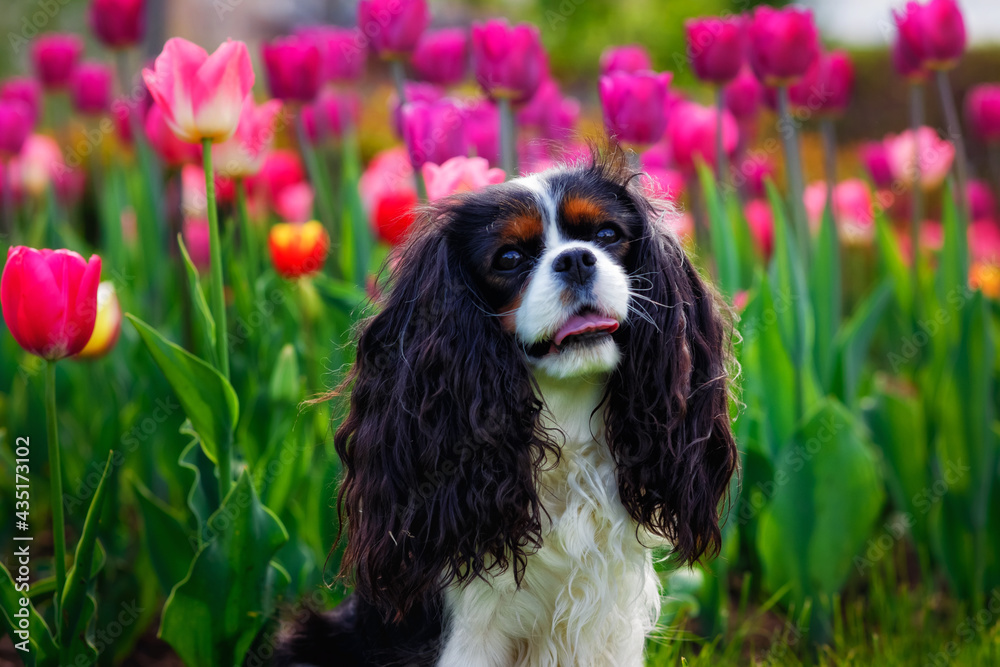 Large portrait of a Cavalier King Charles Spaniel dog against a pink tulip field. Dog in the park on the grass in the spring.