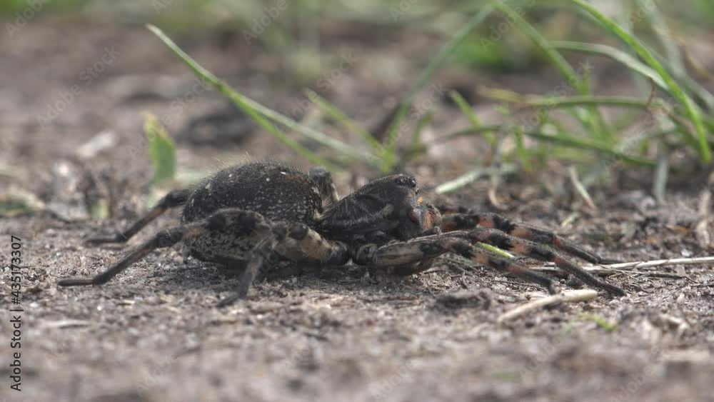 Tarantula in Black: Dark, Hairy Spider sitting on ground Tarantula in Black: Dark, Hairy Spider sitting on ground