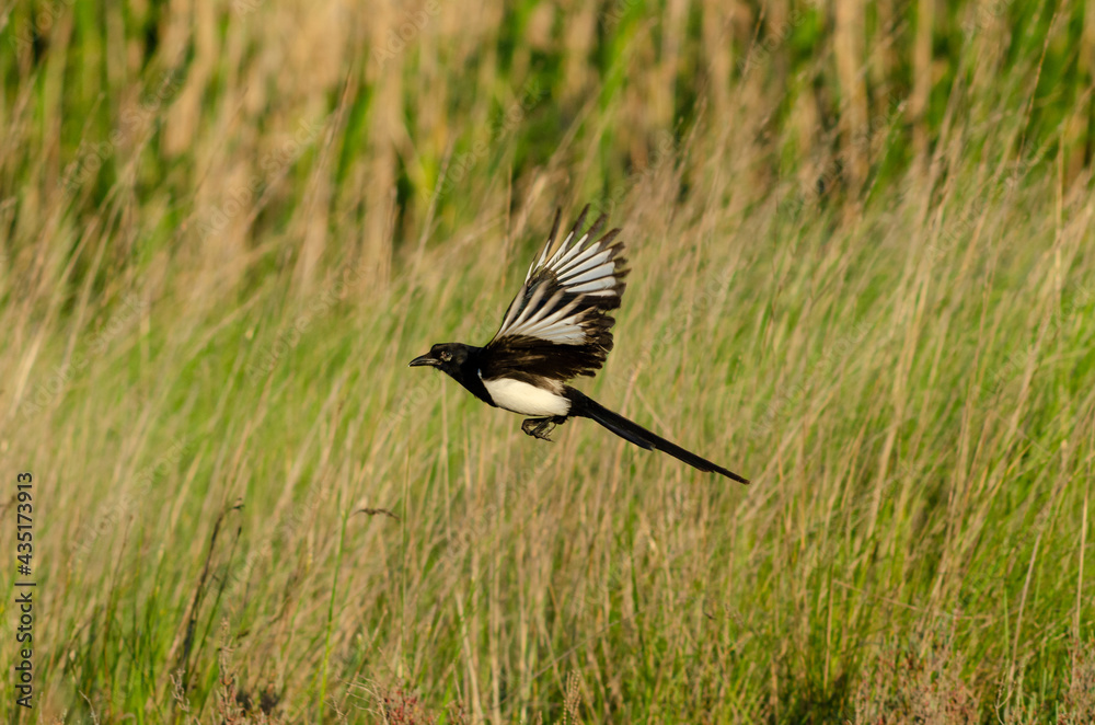 Fototapeta premium Eurasian magpie green grass nature background habitat