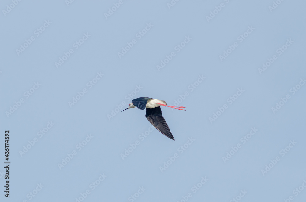Fototapeta premium Black-winged stilt fly blue sky background side view