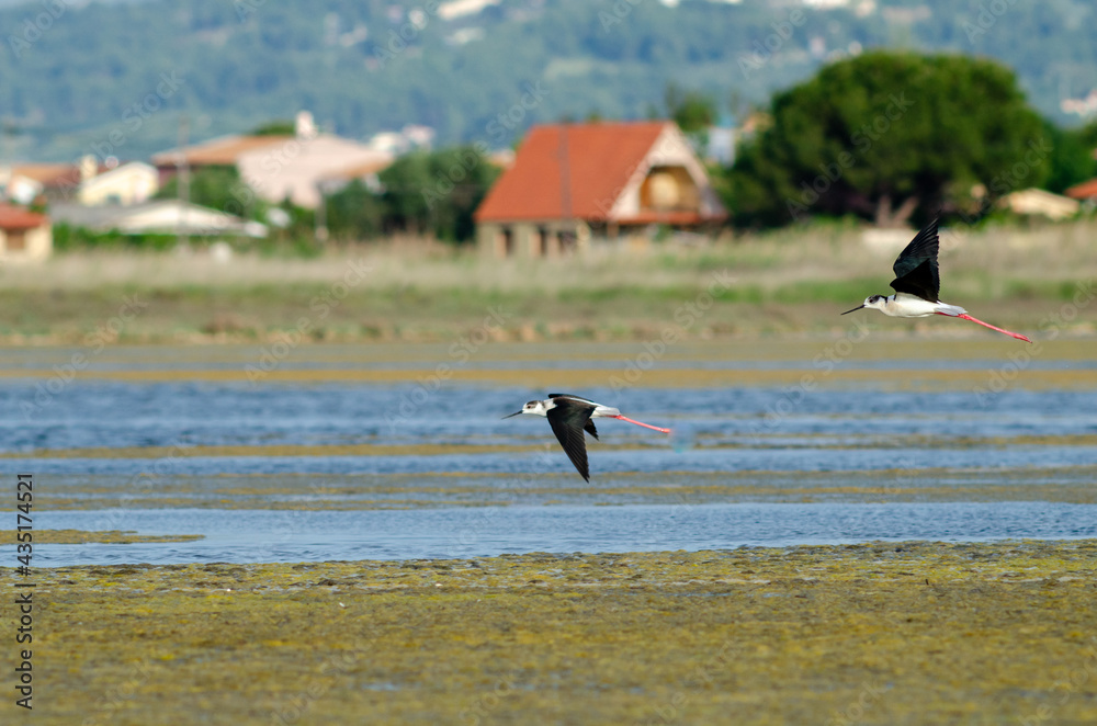 Black-winged stilt take flight from swamp surface Black-winged stilt take flight from swamp surface