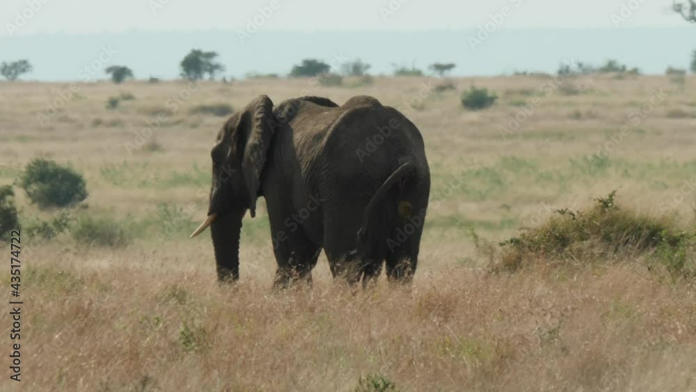 African Bush Elephant in Natural Environment in South Africa African Bush Elephant in Natural Environment in South Africa