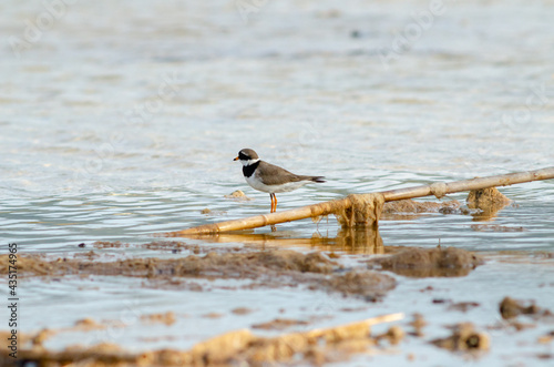 Semipalmated Plover Charadrius semipalmatus sit on lake photo