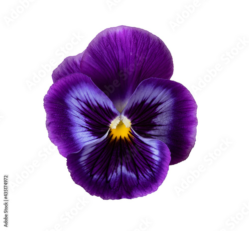 Isolated beautiful purple flower on a white background. Pansies