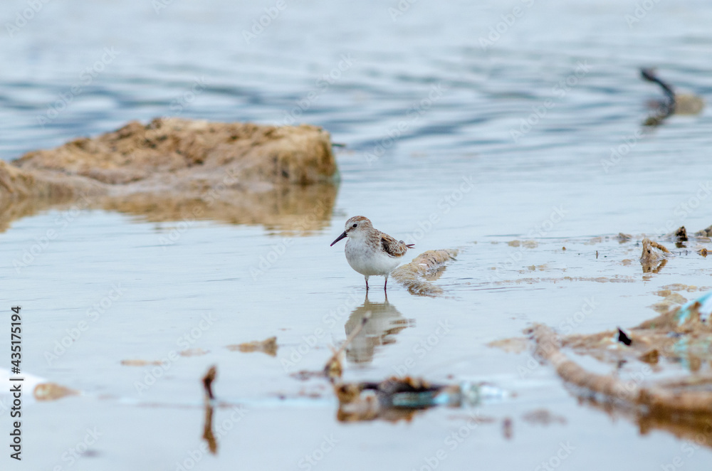 Semipalmated Plover Charadrius semipalmatus lake Semipalmated Plover Charadrius semipalmatus lake