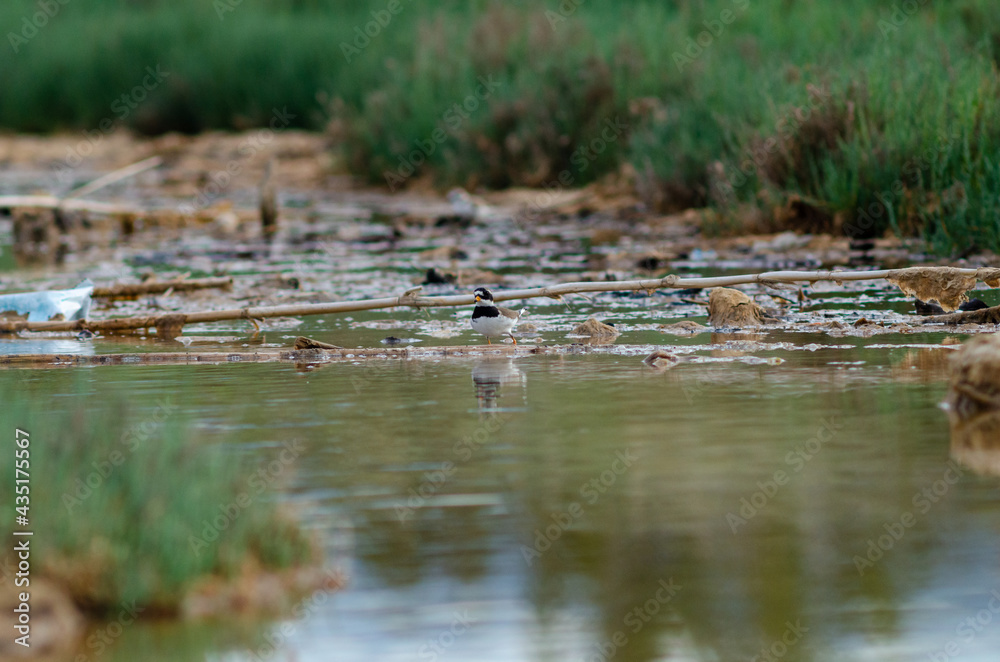 Fototapeta premium Semipalmated Plover Charadrius semipalmatus