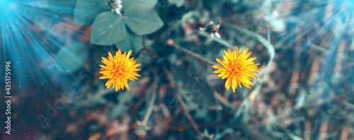 Blossoming yellow dandelions on a blue blue background. Two daisies are yellow  the beams on the sides shine. Selective soft focus