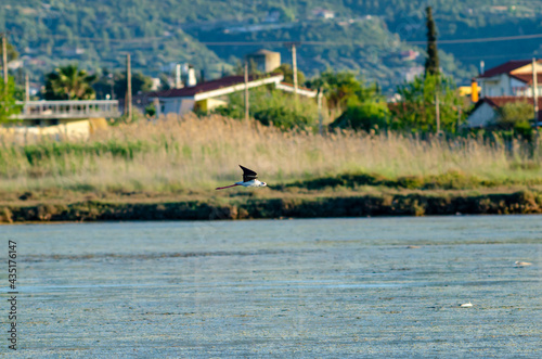 Black-winged stilt fly over lake close to vilagge building. photo