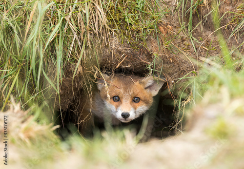 Ein Fuchswelpe kommt vorsichtig aus dem Fuchsbau photo