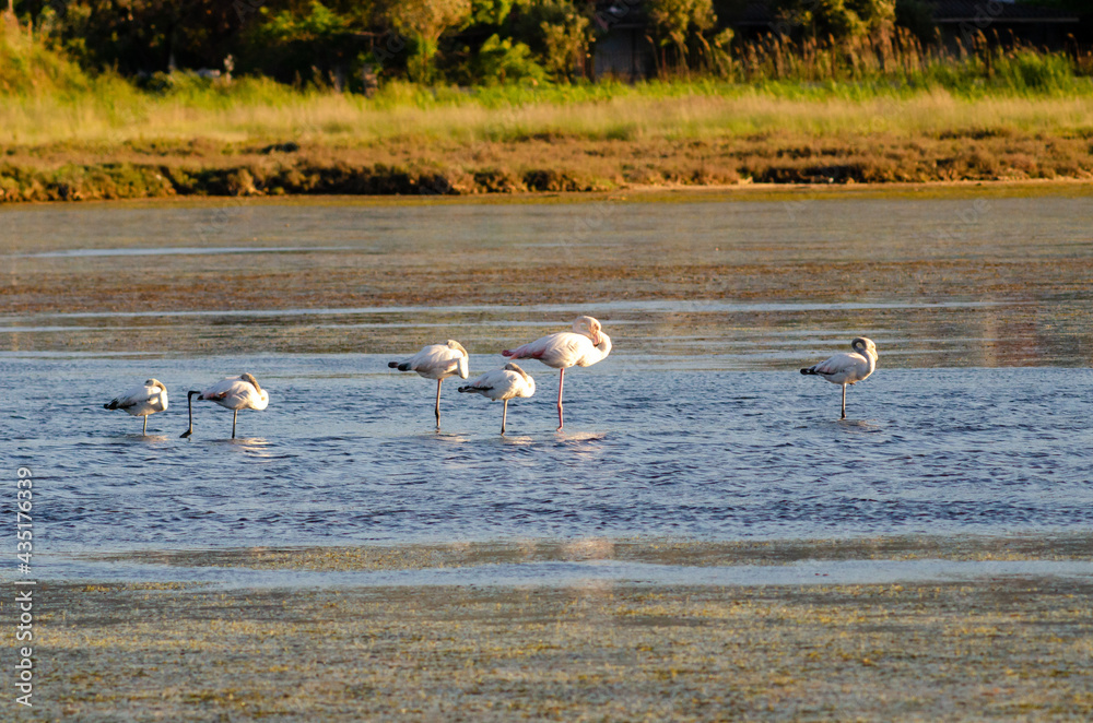 Group flamingos in the lake oropos greece wetland