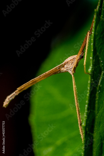 praying mantis on a branch