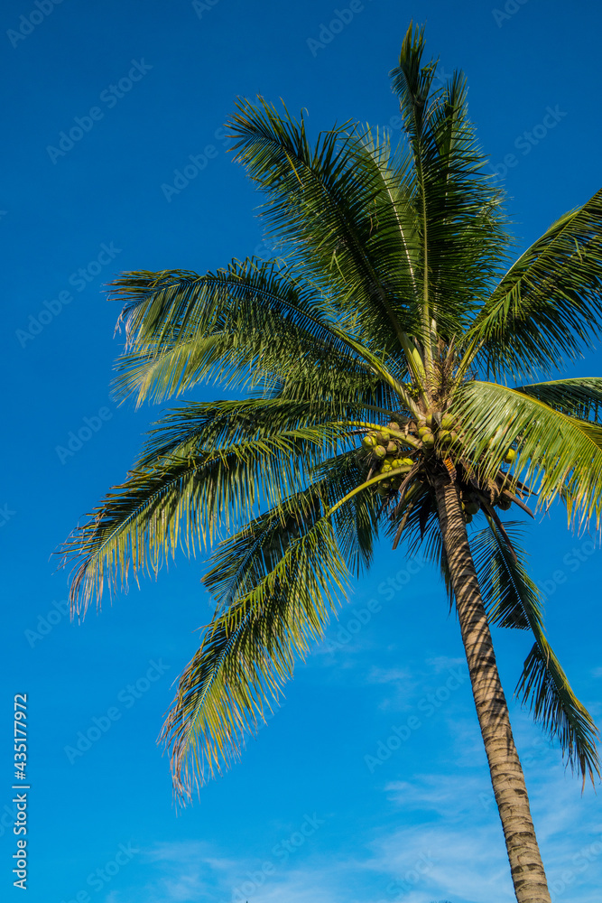 coconut tree