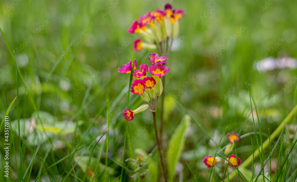 Rot Gelbe Blumen im Frühling
