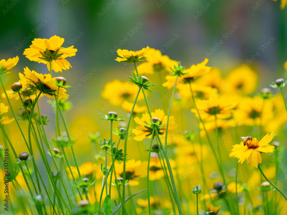 Obraz premium field of dandelions
