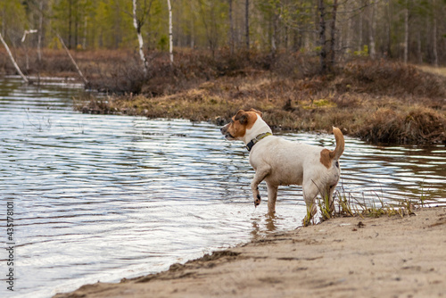 Fototapeta Naklejka Na Ścianę i Meble -  Dog Jack Russell Terrier on the shore of the lake.