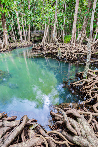 Tropical tree roots or Tha pom mangrove in swamp forest and flow water.