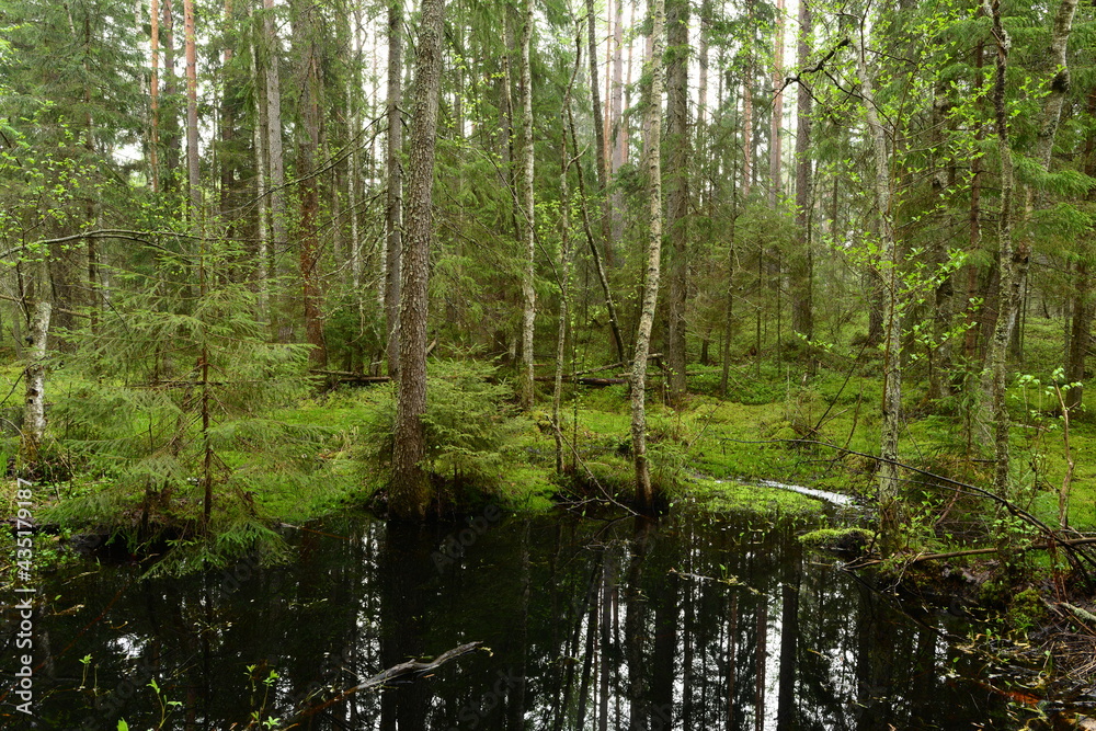 Obraz premium Spring forest reflection in the flood water