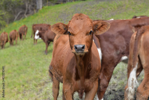 portrait of an alpine  brown calf in a catle in alpine meadow