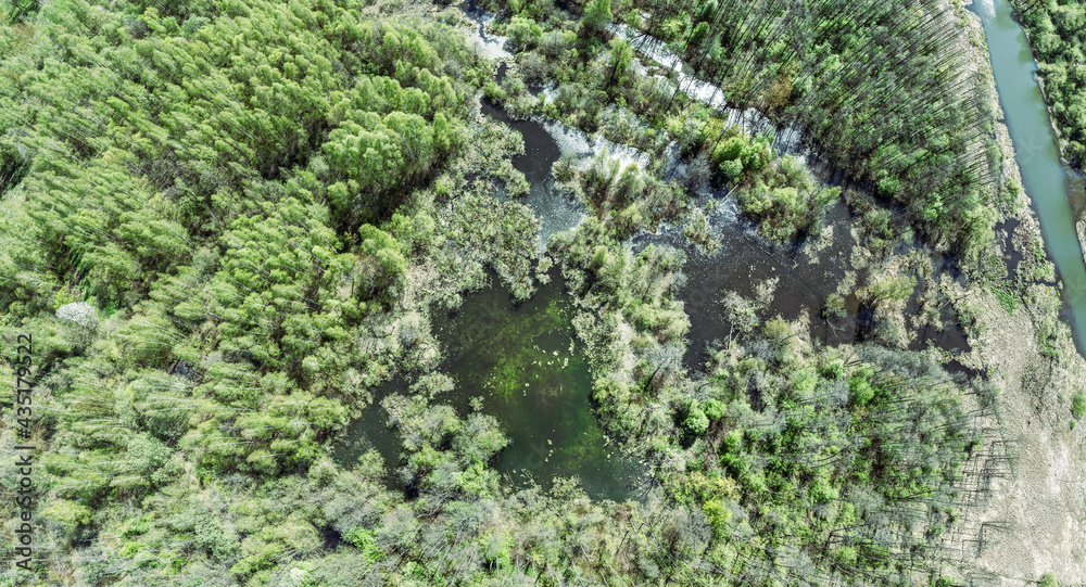 panoramic aerial view of summer nature with swampy forest near river panoramic aerial view of summer nature with swampy forest near river