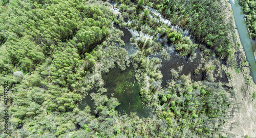 panoramic aerial view of summer nature with swampy forest near river