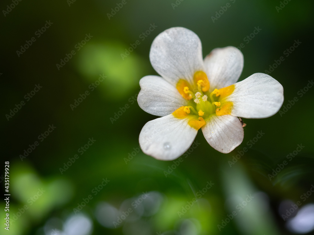 Close up flowers of egeria densa. Ranunculus nipponicus blooming in pond. Selective focus Close up flowers of egeria densa. Ranunculus nipponicus blooming in pond. Selective focus