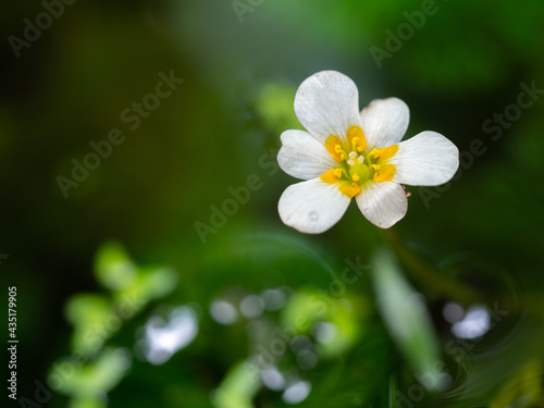 Close up flowers of egeria densa. Ranunculus nipponicus blooming in pond. Selective focus
