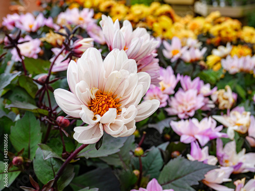 Spring flowers in the garden. Close up.