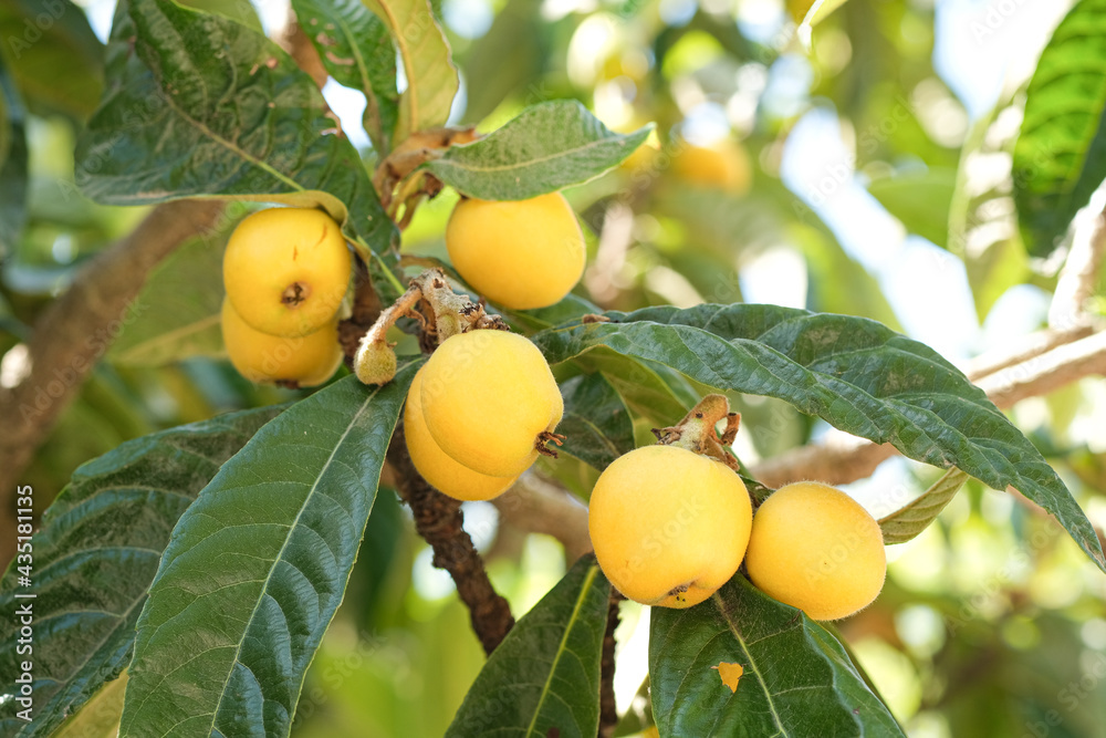 Tasty loquats fruit tree branch in summer season,healthy bio food products Tasty loquats fruit tree branch in summer season,healthy bio food products