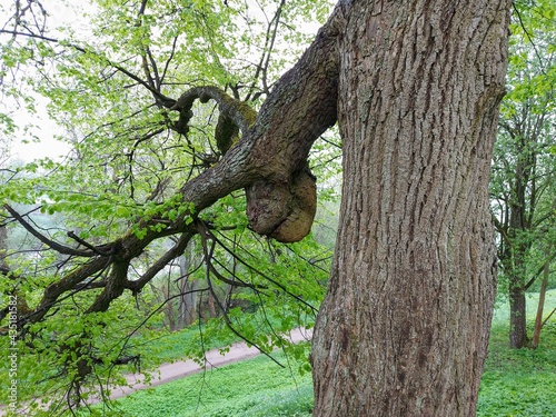 a tree growing in the park