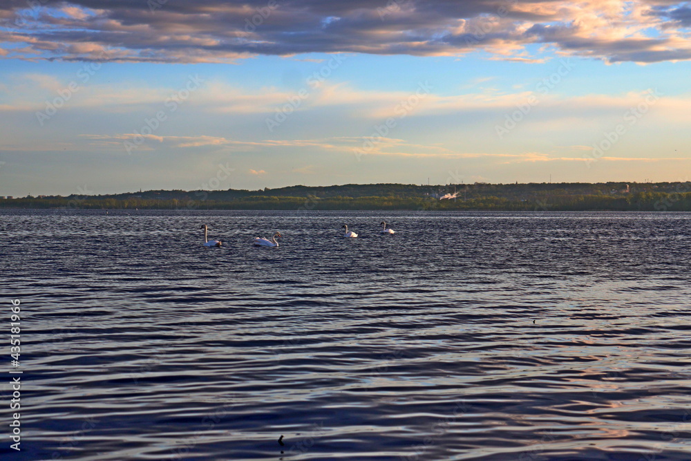 Obraz premium Swans floating on Lake Dąbie in the background of the setting sun