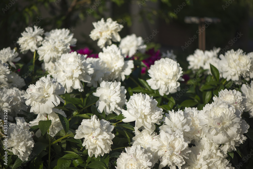 Pink and white flowers peonies flowering on background pink peonies. Peonies garden. Pink and white flowers peonies flowering on background pink peonies. Peonies garden.