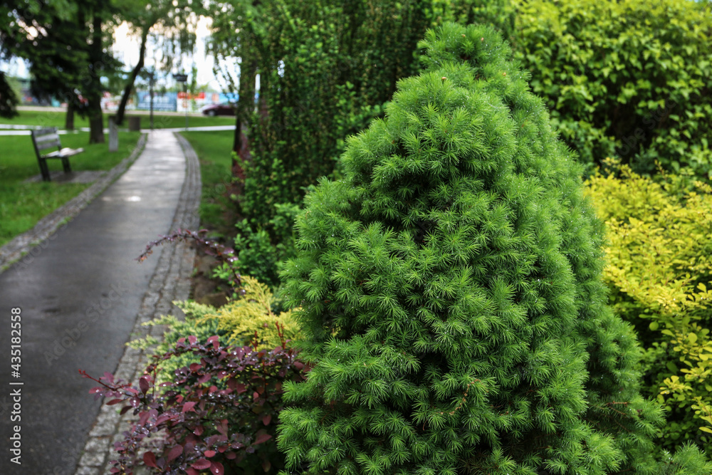 Green shrubs in public park.