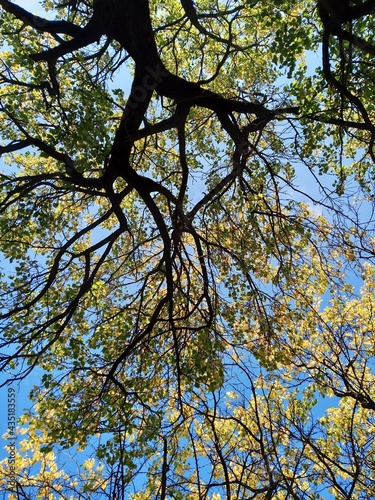 low viewpoint view of tree branches and sky