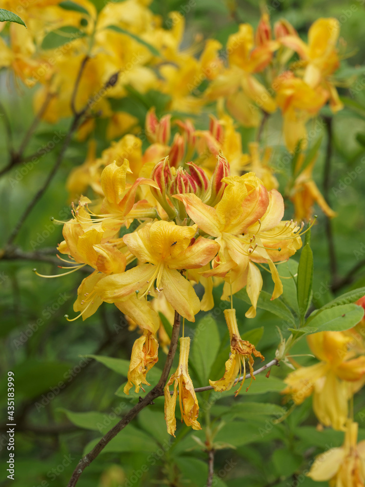 Showy yellow flowers with funnel-shaped, reddish yellowish buds of honeysuckle azalea or pontiac azalea (Rhododendron luteum) Showy yellow flowers with funnel-shaped, reddish yellowish buds of honeysuckle azalea or pontiac azalea (Rhododendron luteum)