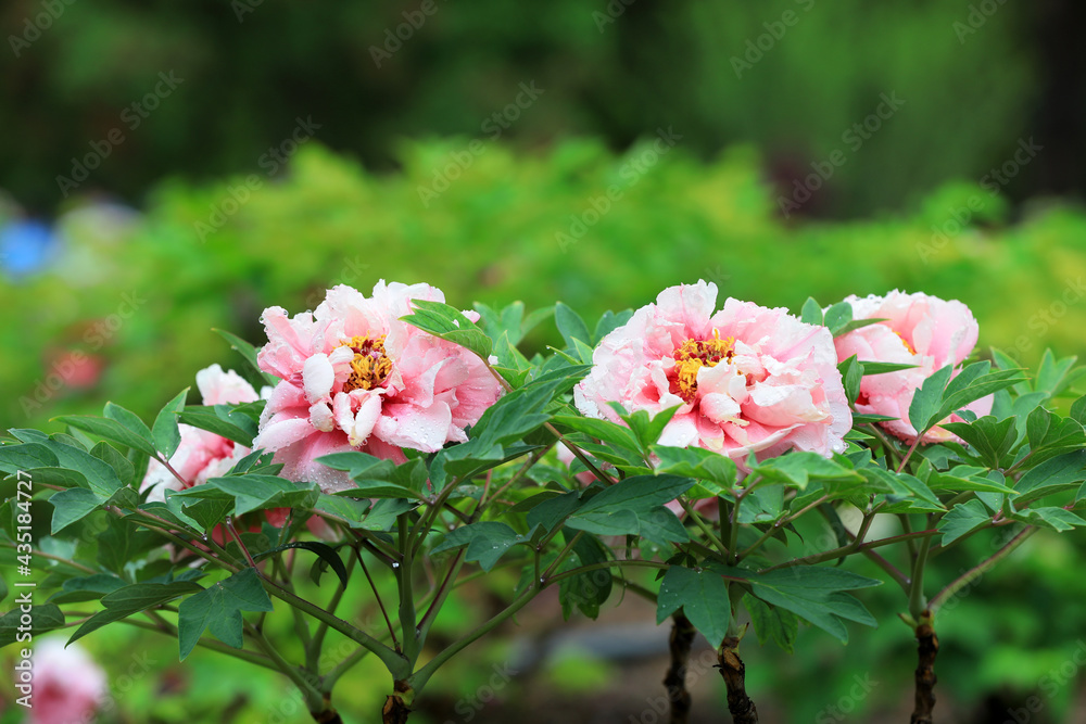 Beautiful Peony in the botanical garden, North China Beautiful Peony in the botanical garden, North China