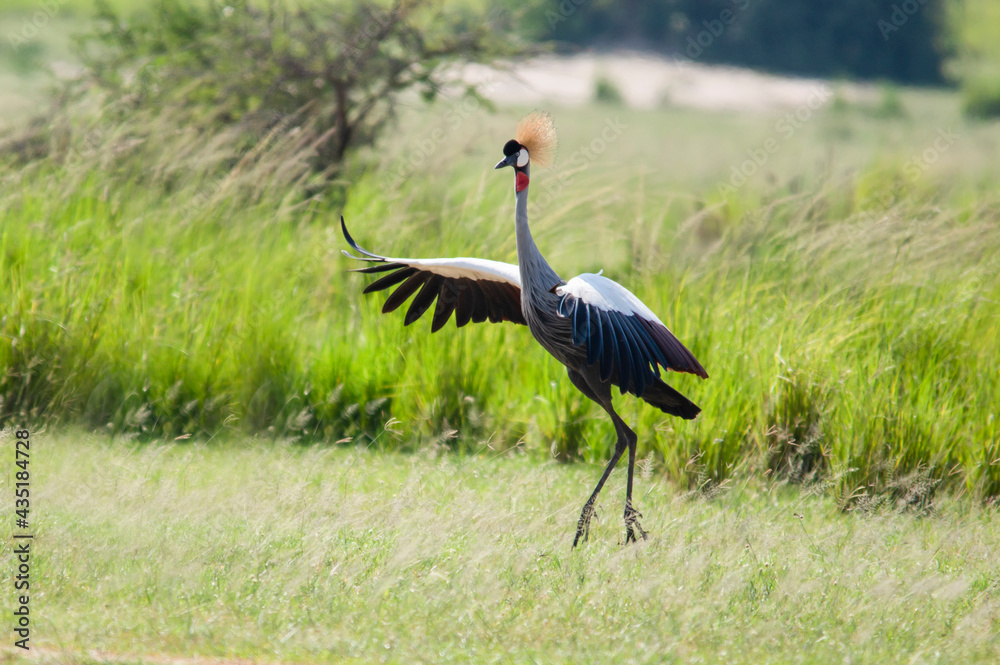 Fototapeta premium Dancing crowned crane. Murchison Falls National Park. Uganda, Africa